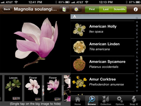 leafsnap-iphone-2, leafsnap iphone 2 LeafSnap iPhone : Identifier Feuilles et Plantes avec lAPN (gratuit)