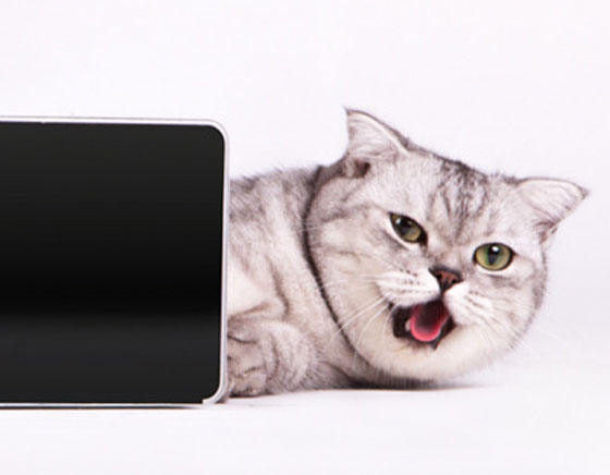 PetCube-iPhone-Kickstarter-Chat-Chien-3