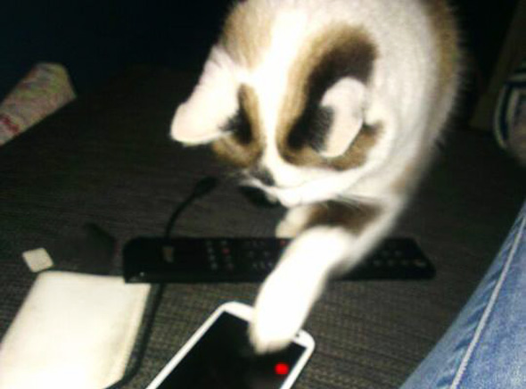 Cat-Snaps-iPhone-iPad-Selfies-Chat-2
