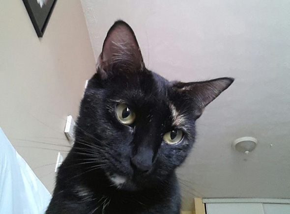 Cat-Snaps-iPhone-iPad-Selfies-Chat-3