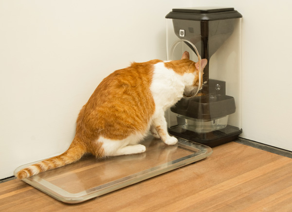 42ark-bistro-chat-distributeur-nourriture-connecte-4