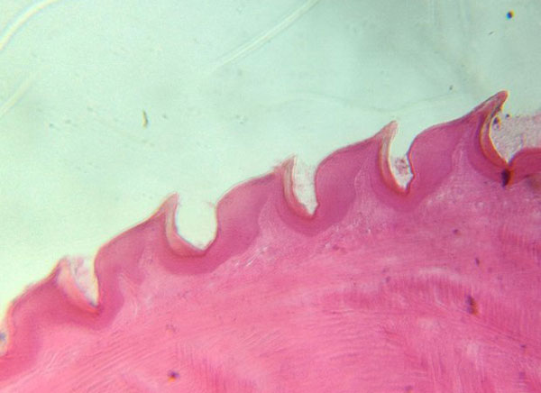 fabriquer-microscope-iphone-smartphone-7
