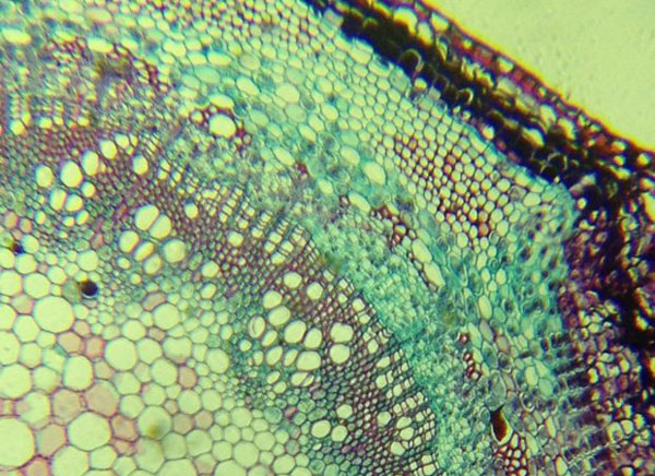 fabriquer-microscope-iphone-smartphone-8