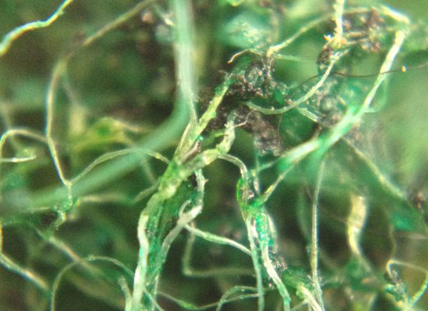 fabriquer-microscope-iphone-smartphone-9