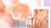 Pantone Peach Fuzz Wallpaper