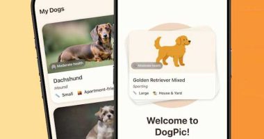 dog-breed-identifier-dogpic-app-identifier-identification-chien-ios-iphone-ipad-gratuit